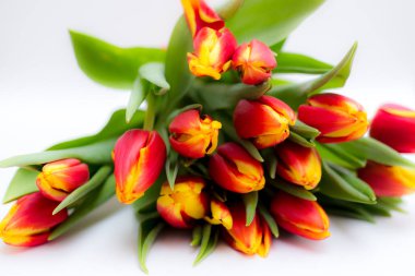 Güzel laleler ve güller açık arkaplanda