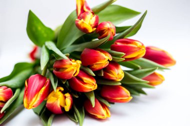 Güzel laleler ve güller açık arkaplanda