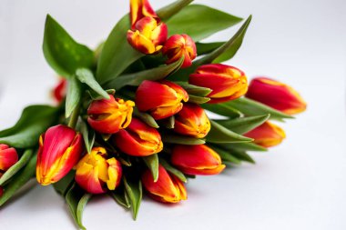 Güzel laleler ve güller açık arkaplanda