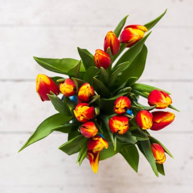 Güzel laleler ve güller açık arkaplanda