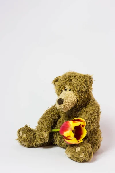 Παιχνίδι Χαριτωμένο Αρκουδάκι Ένα Ζωντανό Λουλούδι Στις Πατούσες Του — Φωτογραφία Αρχείου