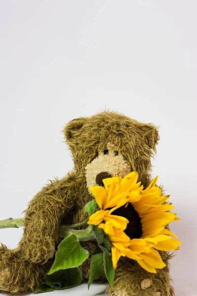 Παιχνίδι Χαριτωμένο Αρκουδάκι Ένα Ζωντανό Λουλούδι Στις Πατούσες Του — Φωτογραφία Αρχείου