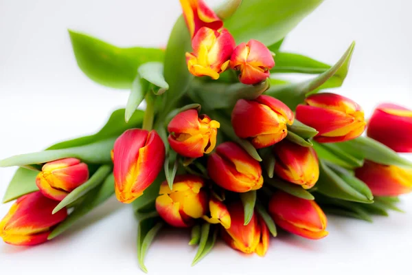 Schöne Tseti Tulpen Und Rosen Auf Hellem Hintergrund — Stockfoto