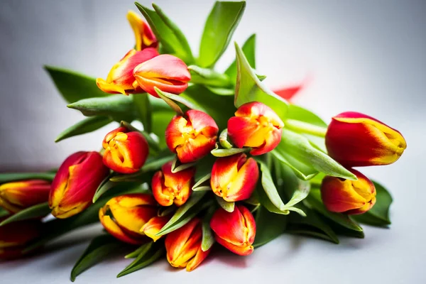 Schöne Tseti Tulpen Und Rosen Auf Hellem Hintergrund — Stockfoto