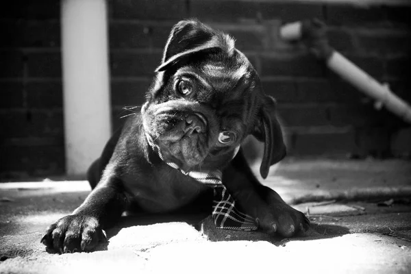 Şirin Pug dönüm başına