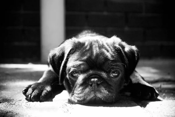 Şirin Pug siyah ve beyaz