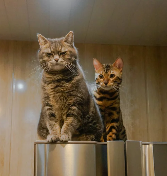 Two cats sitting on the fridge. British and bengal breed cats.