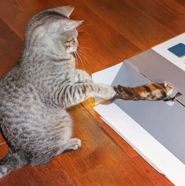 A gray kittenand a bengal cat's foot out of a box.