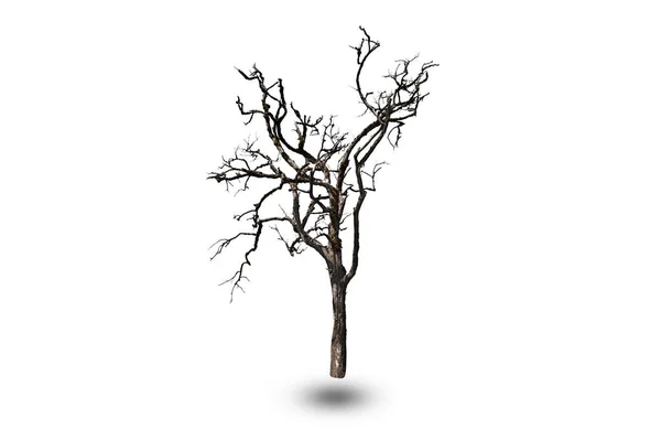 Ölü ağaç izole kırpma yolu ile beyaz arka plan üzerinde.