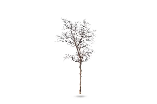 Árvore morta isolada no fundo branco com caminho de recorte . — Fotografia de Stock