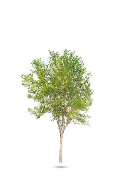 Kırpma yolu beyaz zemin üzerine yeşil ağaç izole.