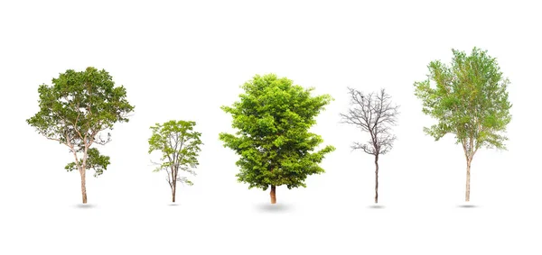 Coleção de árvores isoladas sobre fundo branco. — Fotografia de Stock