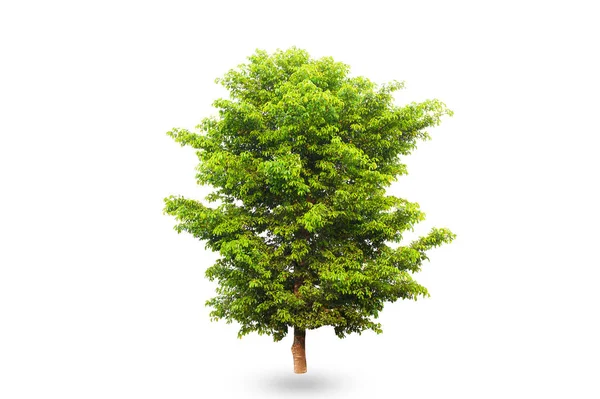 Kırpma yolu beyaz zemin üzerine yeşil ağaç izole.