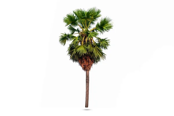 Kırpma yolu beyaz zemin üzerine yeşil ağaç izole.