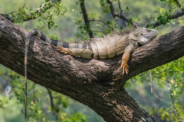 Green iguana resting on a tree