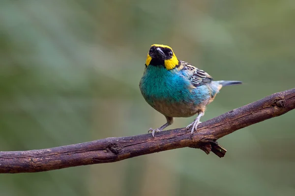 Colorful and beauty bird standing on a tree branch