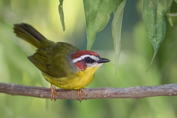 Amazing tiny bird carefully stopped on a branch