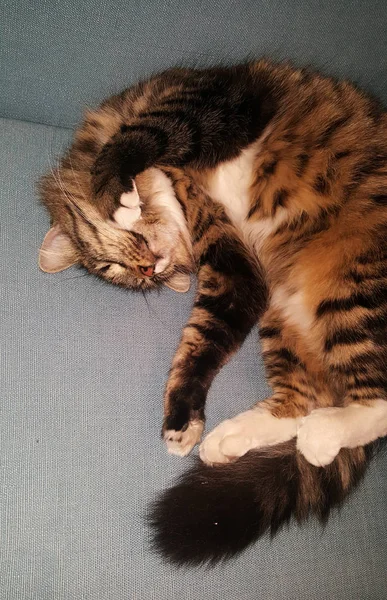 Full body portrait of a tabby cat, sleeping on her back crazy on a sofa.
