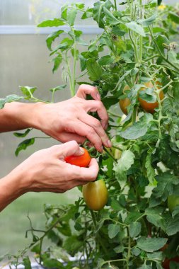 Olgun kırmızı domatesler aynı dalda. Serada sulu domatesler. Eller olgun kırmızı domatese dokunur.