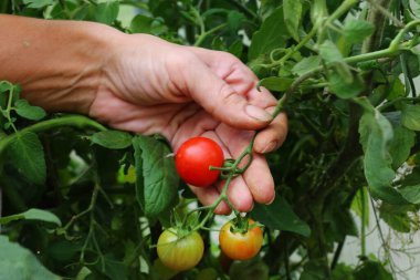 Olgun kırmızı domatesler aynı dalda. Serada sulu domatesler. Eller olgun kırmızı domatese dokunur.