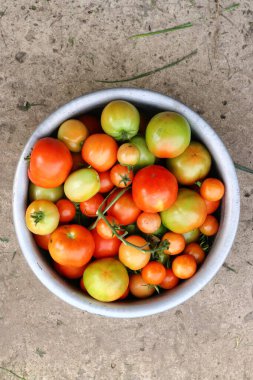 Olgun kırmızı domatesler ve olgunlaşmamış yeşiller aynı beton zeminde.