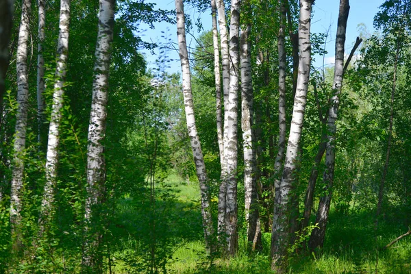 6016x4016pix-Birch-grove_spring-Trees-in-the-Park