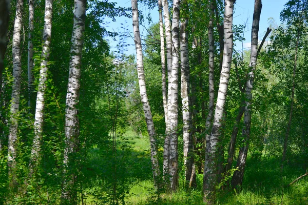 6016x4016pix-birch-grove_spring-trees-in-the-park — Stock Photo, Image