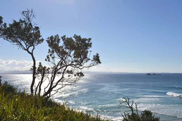 Ocean-view-with-a-tree-in-the-foreground — Stock Photo, Image