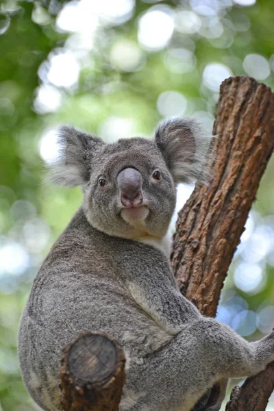 Avustralya koala Görüntüleyici arıyorum bir dalı üzerinde oturan