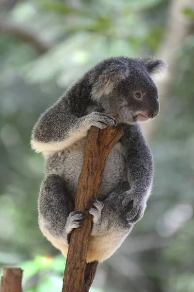 Koala bir dalda oturuyor.