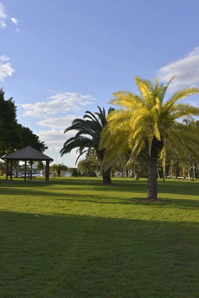 Güneşli-akşam-in-a-park-with-a-palmiye-ağaç-aydınlatılmış-by-the-sun