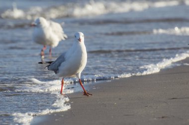 Sea Gull yakın Up Beach Shoreline kameraya arıyorsunuz üzerinde