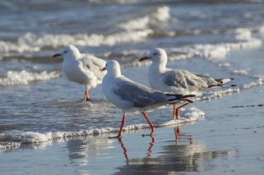 Deniz martı Beach Shoreline üzerinde yakın çekim