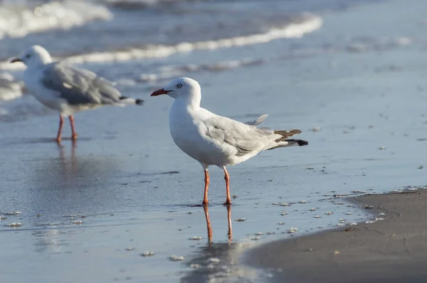 Sea Gull Beach Shoreline üzerinde