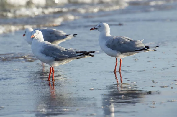 Deniz martı Beach Shoreline üzerinde yaz yakın çekim
