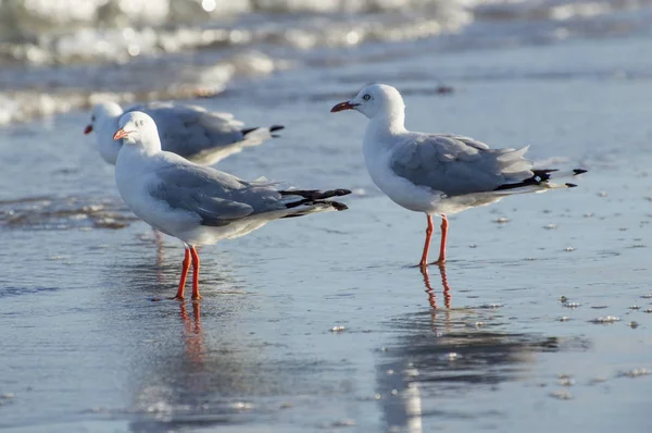 Sea Gulls Close Up on Beach Shoreline no verão — Fotografia de Stock