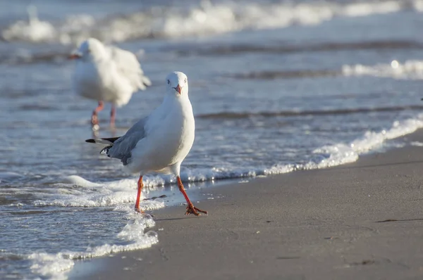 Sea Gull yakın Up Beach Shoreline kameraya arıyorsunuz üzerinde