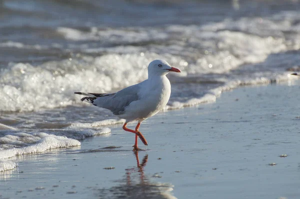 Sea Gull Beach Shoreline üzerine kapatın