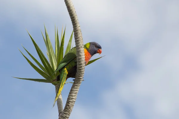 Avustralya yerli kuş, mavi gökyüzü karşı gökkuşağı Lori