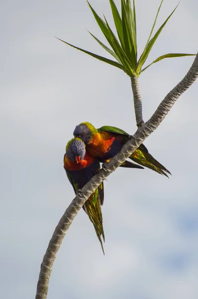Çift gökkuşağı lorikeets mavi gökyüzü karşı