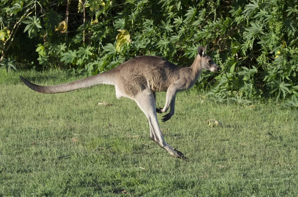 Kanguru yeşil alan atlama