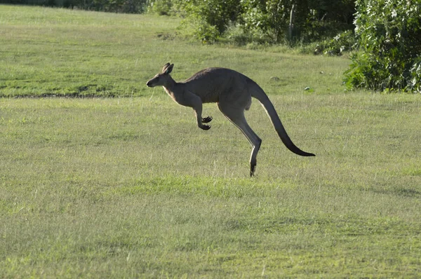 Kanguru yeşil alan atlama