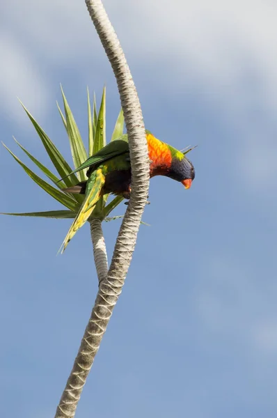 Gökkuşağı Lori üzerinde mavi gökyüzü karşı bir palmiye ağacı dalı