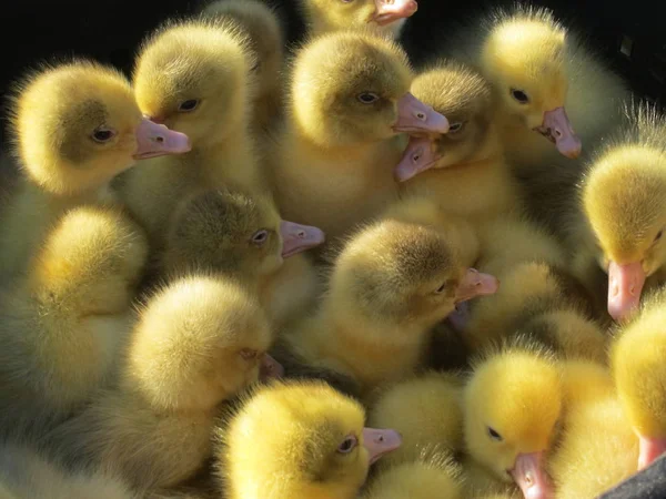 Birçok küçük sevimli sarı ördek yavrusu