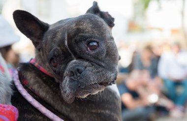 Fransız buldozer canera arıyorum