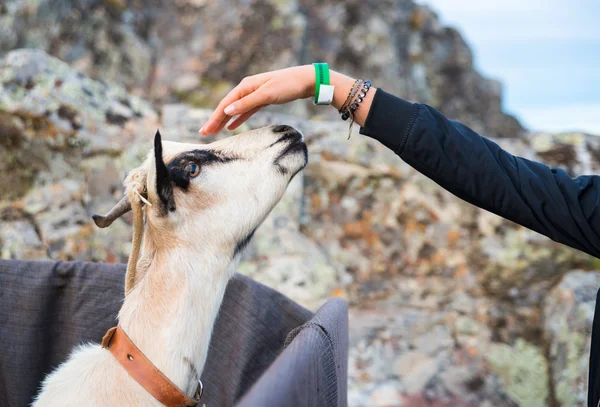Рука девушки, которая гладила козу — стоковое фото
