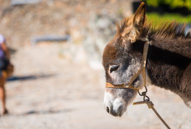 Şirin bir eşek sokakta Marvao, Portekiz