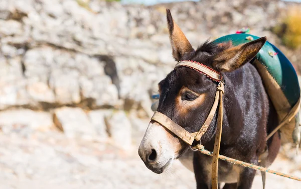 A cute donkey in the street in Marvao, Portugal — Stock fotografie