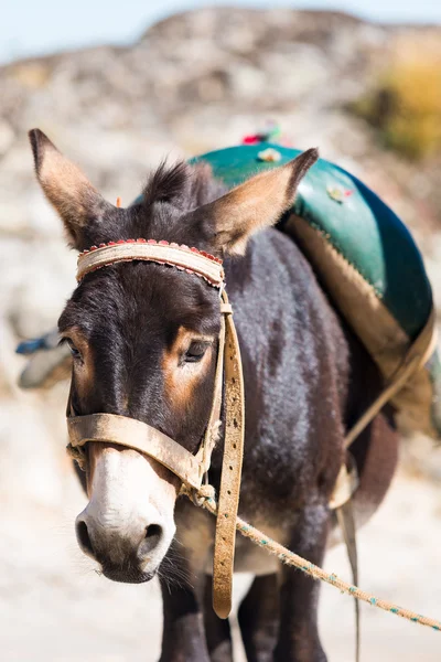 A cute donkey in the street in Marvao, Portugal — Stock Photo, Image