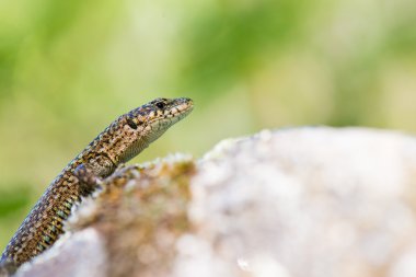  iberican kertenkele yakın çekim